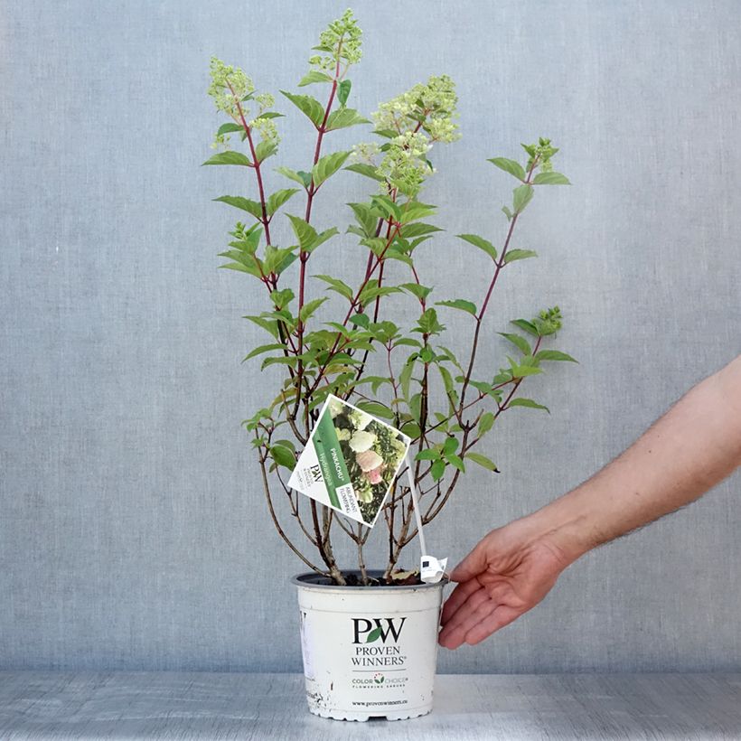 Amostra de Hortênsia paniculata Pinkachu Vaso de 3 L/4 L tal como entregue no verão
