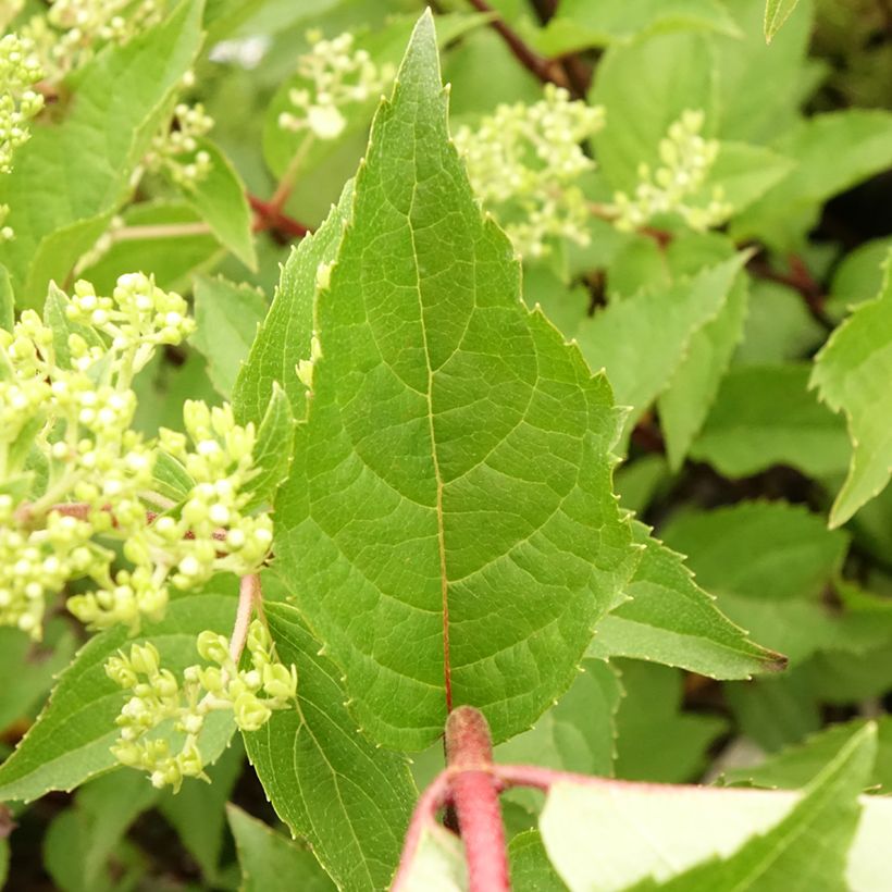Hortênsia paniculata Pinkachu (Folhagem)