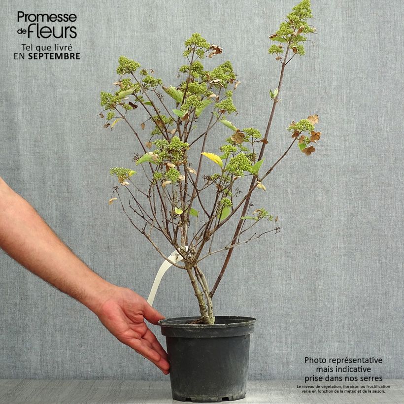 Amostra de Hortênsia paniculata Prim White Vaso de 2 L/3 L tal como entregue no verão