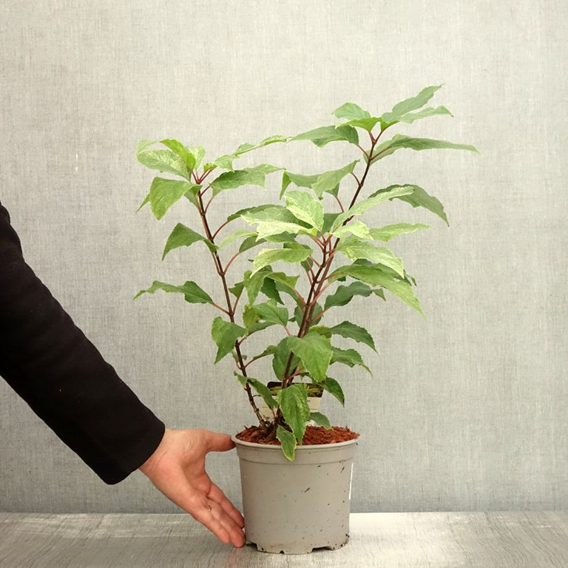 Amostra de Hortênsia paniculata Shikoku Flash Vaso de 3 L/4 L tal como entregue no outono
