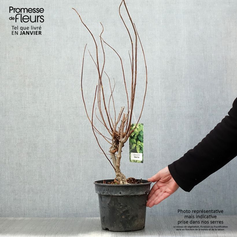 Amostra de Hydrangea paniculata Shikoku Flash - Hortensia paniculé Vaso de 3 L/4 L tal como entregue no inverno