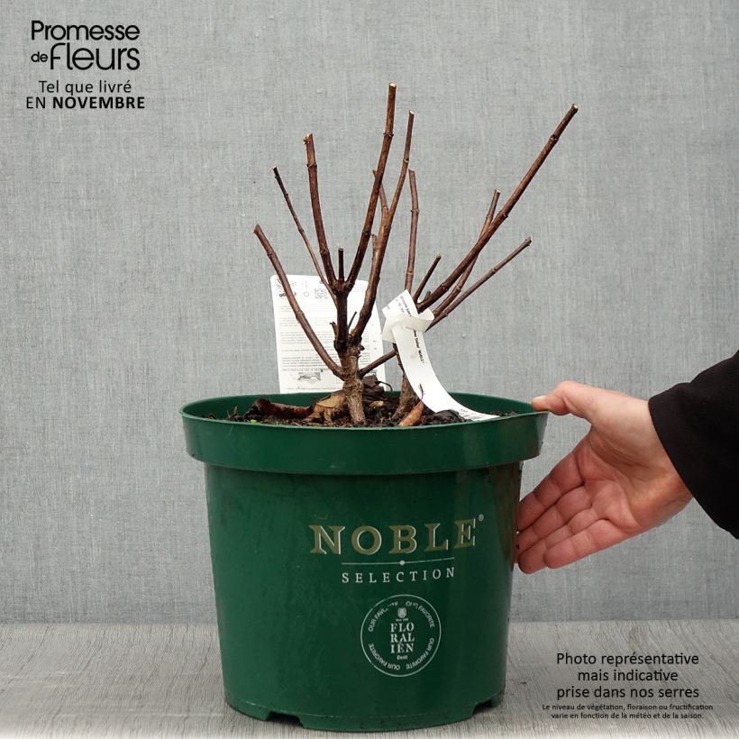 Amostra de Hortênsia paniculata Silver Dollar Vaso de 7,5 L/10 L tal como entregue no outono