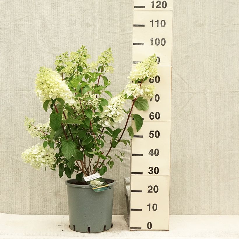 Amostra de Hortênsia paniculata Silver Dollar Vaso de 7,5 L/10 L tal como entregue no verão