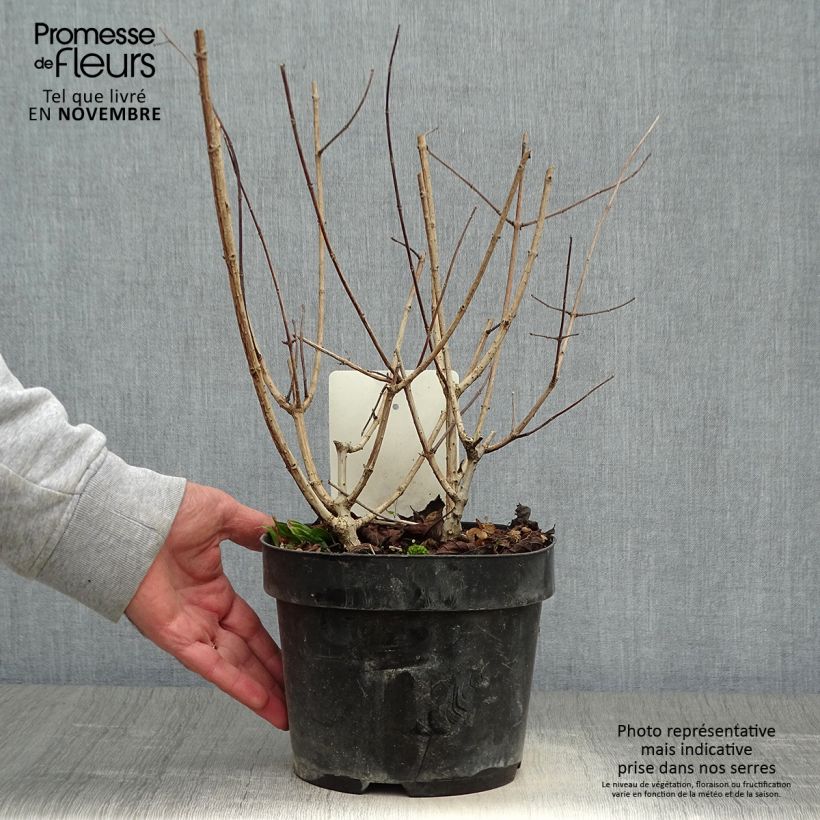 Amostra de Hortênsia paniculata Sundae Fraise Vaso de 2 L/3 L tal como entregue no outono
