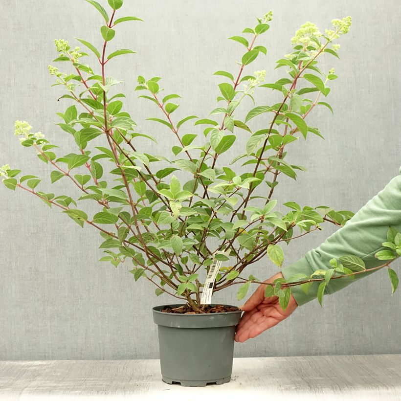 Amostra de Hortênsia paniculata Sundae Fraise Vaso de 2 L/3 L tal como entregue no verão