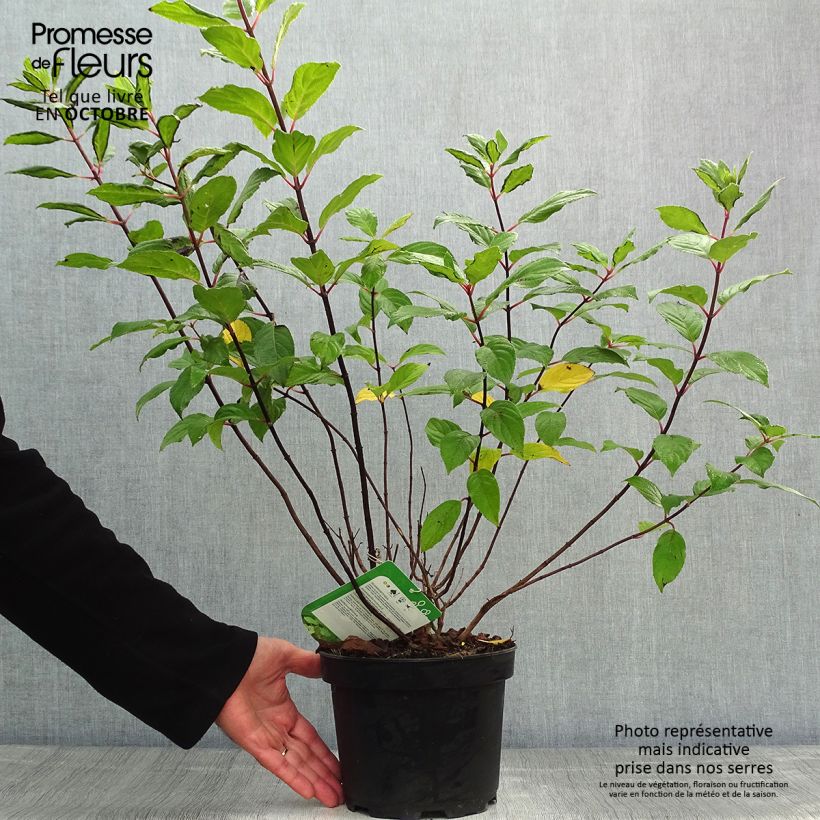 Amostra de Hortênsia paniculata Unique Vaso de 2 L/3 L tal como entregue no outono