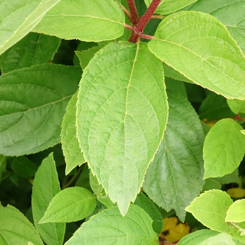 Hortênsia paniculata Unique (Folhagem)