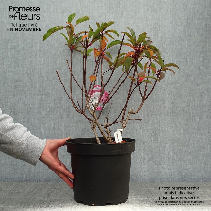 Amostra de Hortênsia paniculata Vanille Fraise Vaso de 7,5 L/10 L tal como entregue no outono