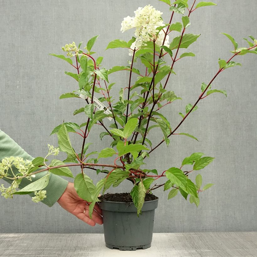 Amostra de Hortênsia paniculata Vanille Fraise Vaso de 2 L/3 L tal como entregue no verão