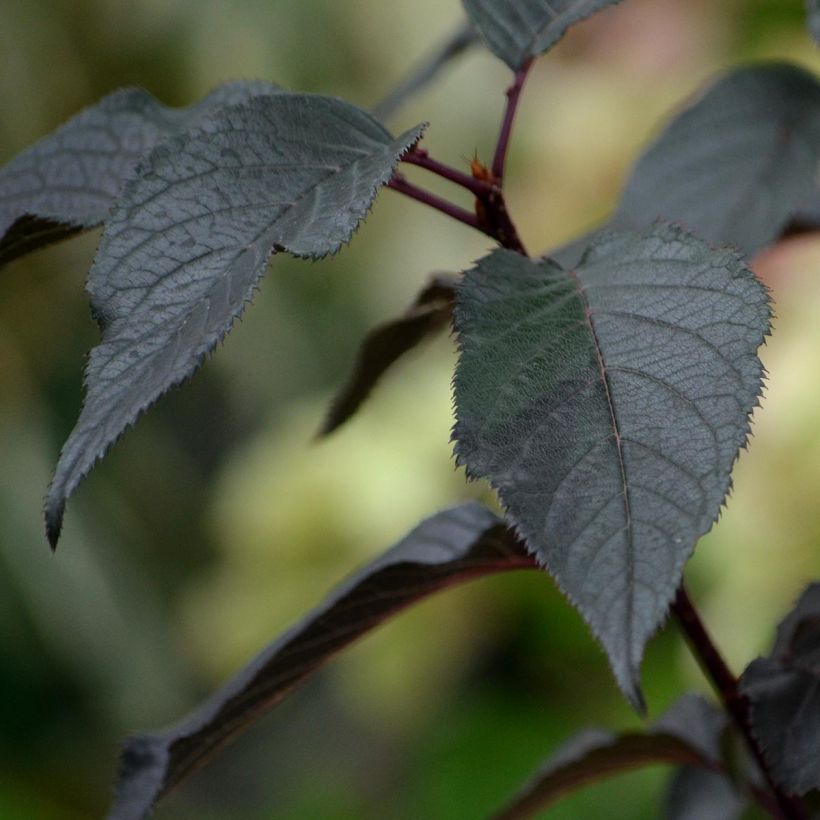 Hortênsia paniculata White Diamonds (Folhagem)
