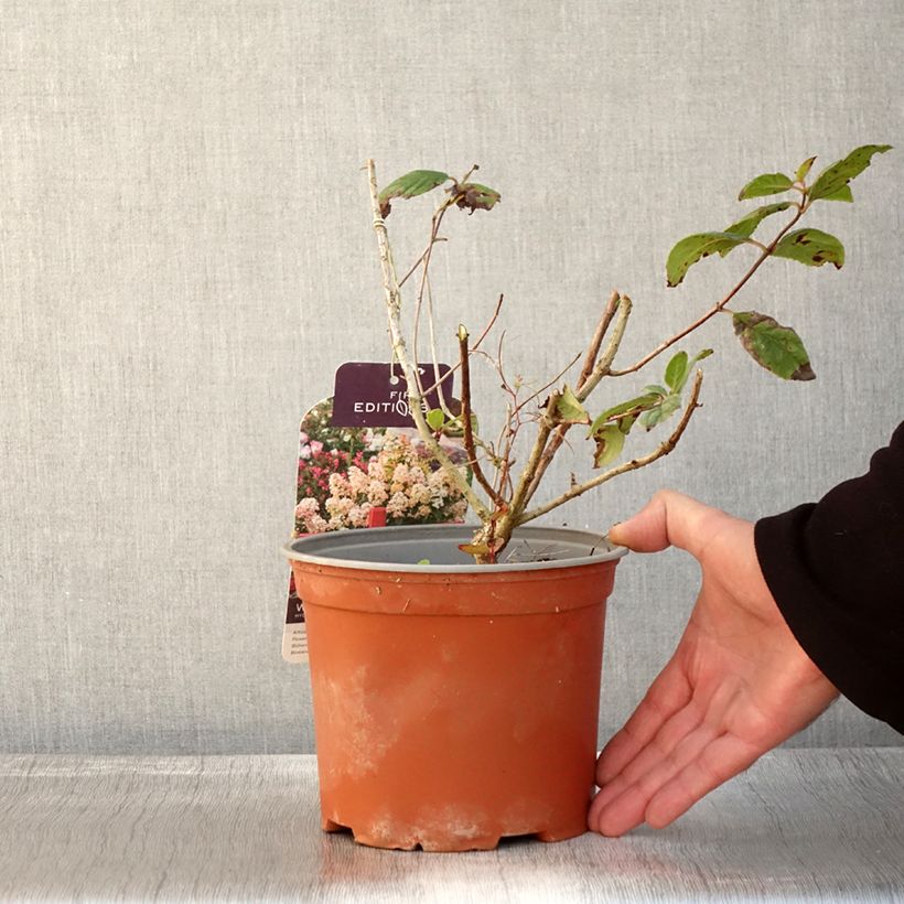 Amostra de Hortênsia paniculata White Diamonds Vaso de 3 L/4 L tal como entregue no outono