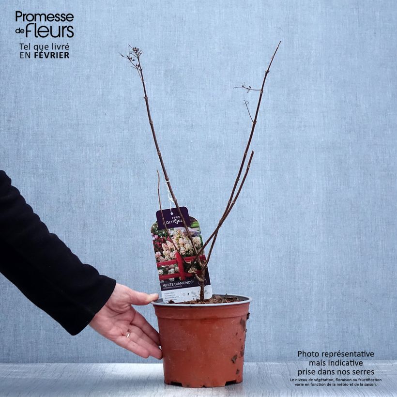 Amostra de Hydrangea paniculata White Diamonds - Hortensia paniculé Vaso de 3 L/4 L tal como entregue no inverno