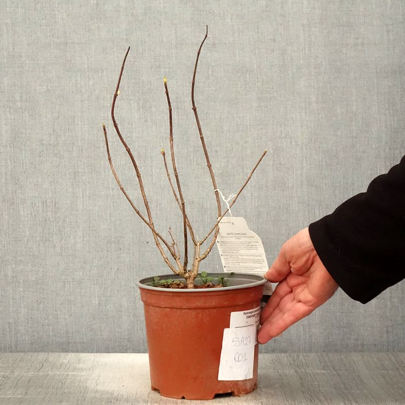 Amostra de Hortênsia paniculata White Diamonds Vaso de 3 L/4 L tal como entregue na primavera