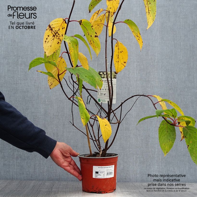 Amostra de Hortênsia paniculata White Moth Vaso de 2 L/3 L tal como entregue no outono