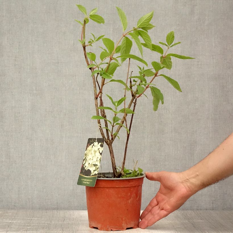 Amostra de Hortênsia paniculata White Moth Vaso de 2 L/3 L tal como entregue no verão