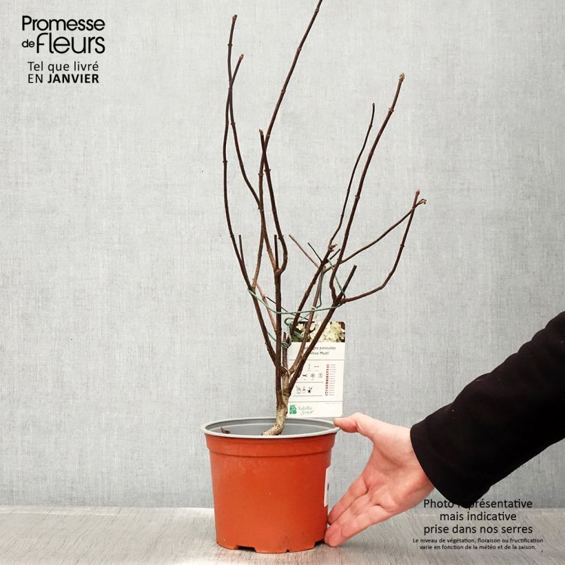 Amostra de Hortensia - Hydrangea paniculata White Moth Vaso de 2 L/3 L tal como entregue no inverno