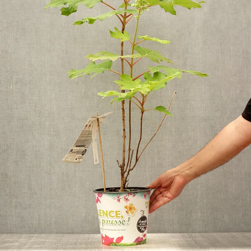 Amostra de Hortênsia quercifolia Applause Vaso de 4 L/5 L tal como entregue no verão