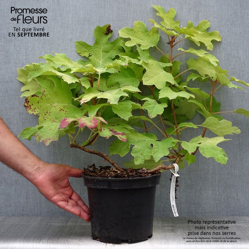 Amostra de Hortênsia quercifolia Little Honey Vaso de 4 L/5 L tal como entregue no outono