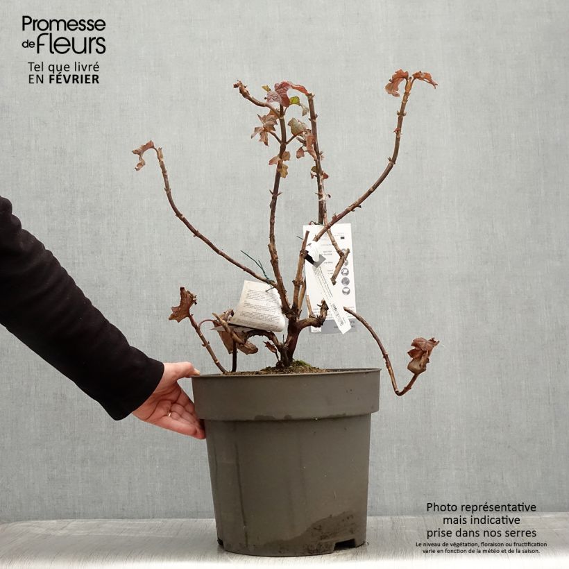 Amostra de Hortênsia quercifolia Ruby Slippers Vaso de 7,5 L/10 L tal como entregue no inverno