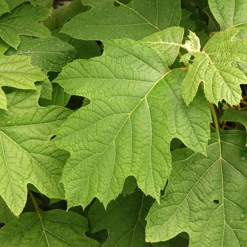 Hortênsia quercifolia Snowflake (Folhagem)