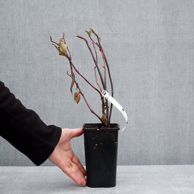 Amostra de Hortensia - Hydrangea Renaissance Vaso de 1,5 L/2 L tal como entregue no inverno