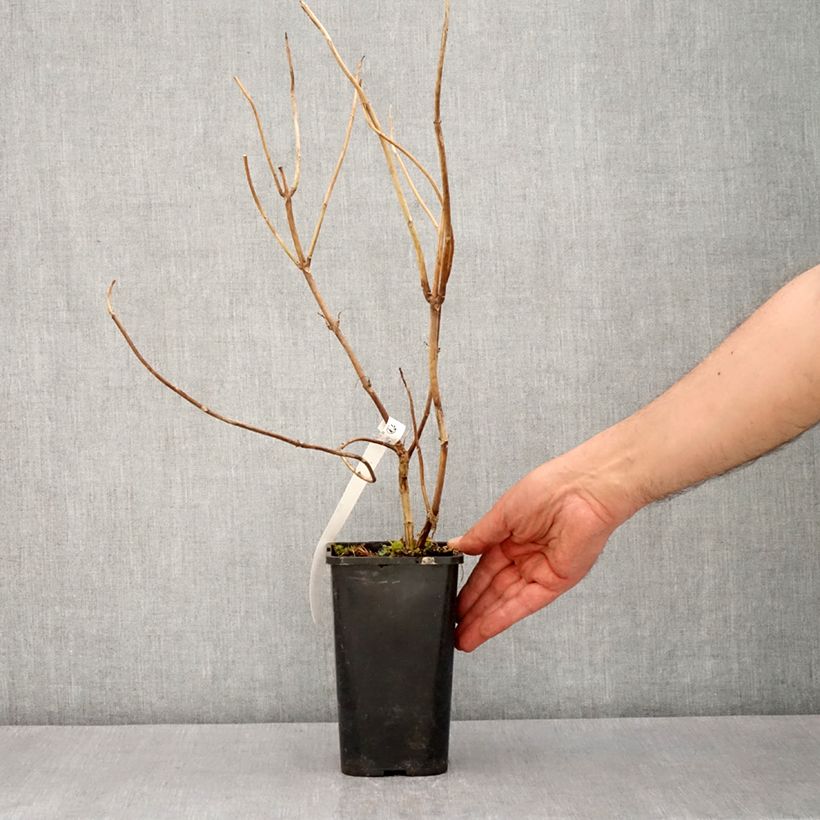 Amostra de Hortênsia Renaissance Vaso de 1,5 L/2 L tal como entregue na primavera