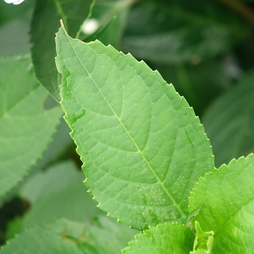 Hortênsia Renaissance (Folhagem)