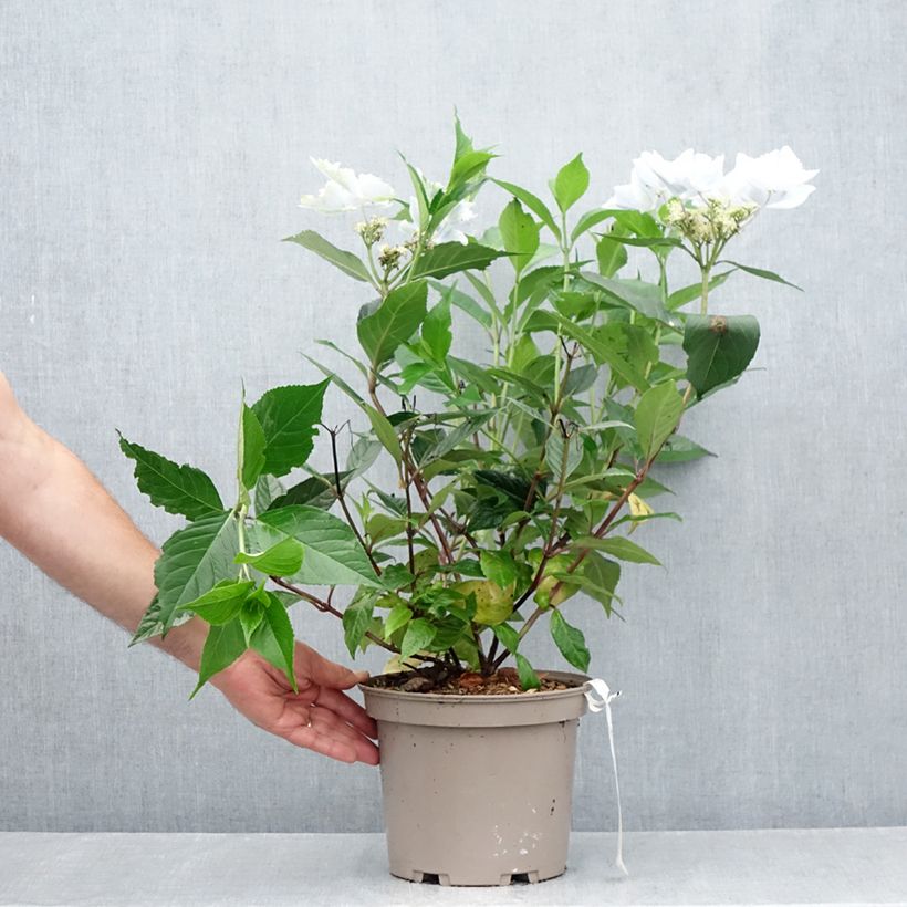 Amostra de Hortênsia Renaissance Vaso de 4 L/5 L tal como entregue no verão