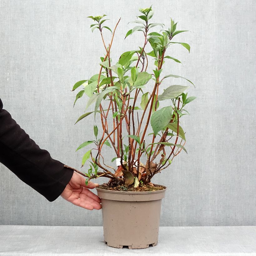 Amostra de Hortênsia Renaissance Vaso de 4 L/5 L tal como entregue na primavera