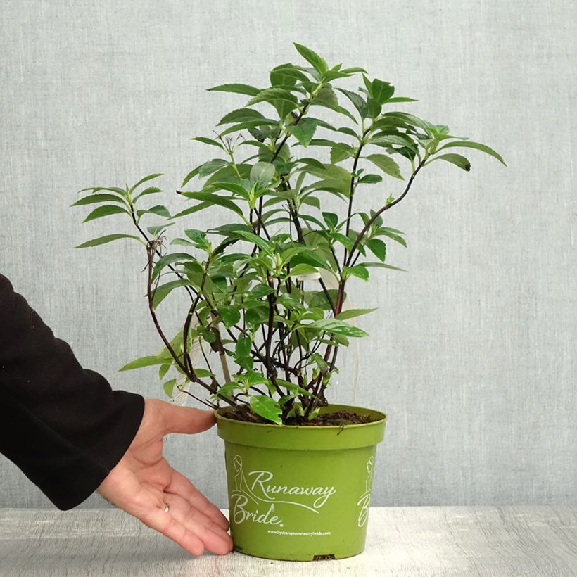 Amostra de Hortênsia Runaway Bride Vaso de 1,5 L/2 L tal como entregue no outono