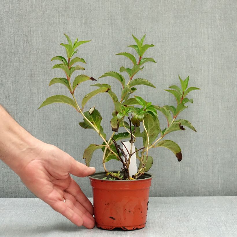 Amostra de Hortênsia scandens First Love Vaso de 12 cm/13 cm tal como entregue no verão