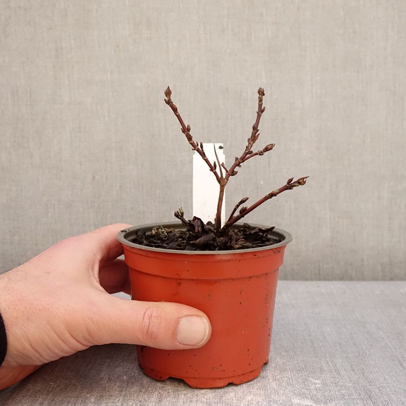 Amostra de Hortênsia scandens First Love Vaso de 12 cm/13 cm tal como entregue no inverno