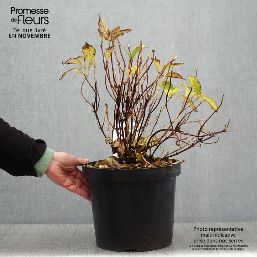 Amostra de Hortênsia serrata Avelroz Vaso de 7,5 L/10 L tal como entregue no outono