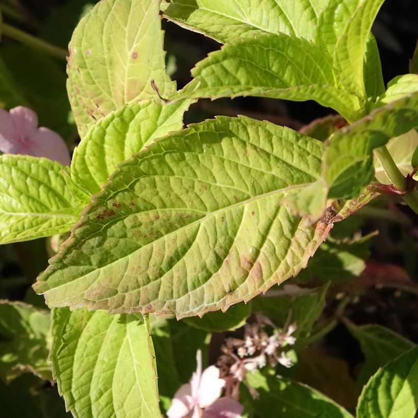 Hortênsia serrata Bleuet (Folhagem)