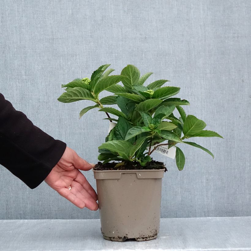 Amostra de Hortênsia serrata Bleuet Vaso de 3 L/4 L tal como entregue no outono
