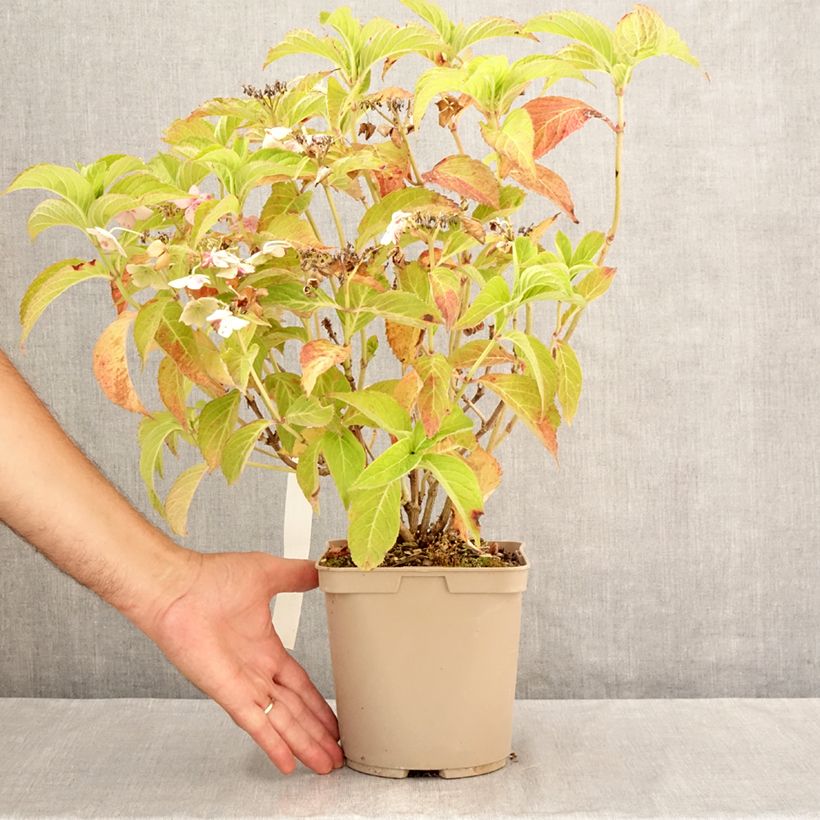 Amostra de Hortênsia serrata Bleuet Vaso de 3 L/4 L tal como entregue no verão