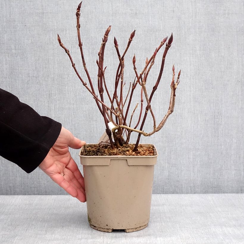 Amostra de Hortensia - Hydrangea serrata Bleuet Vaso de 3 L/4 L tal como entregue no inverno