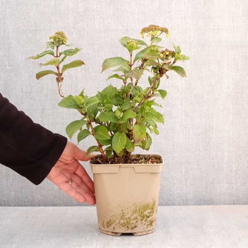 Amostra de Hortênsia serrata Bleuet Vaso de 3 L/4 L tal como entregue na primavera