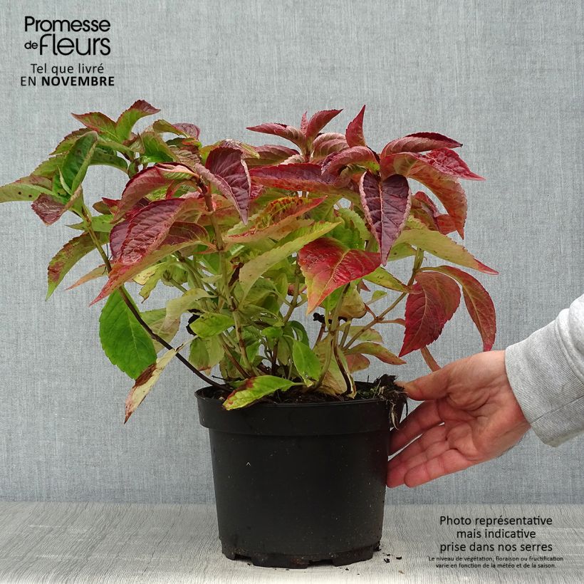 Amostra de Hortênsia serrata Blue Bird Vaso de 3 L/4 L tal como entregue no outono