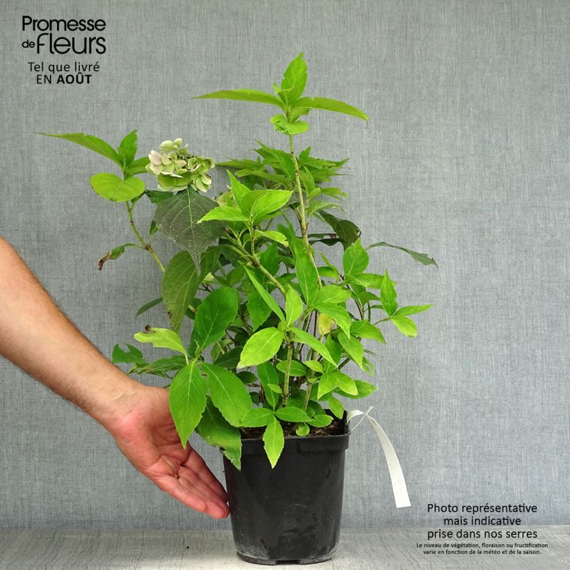 Amostra de Hortênsia serrata Blue Deckle Vaso de 2 L/3 L tal como entregue no verão