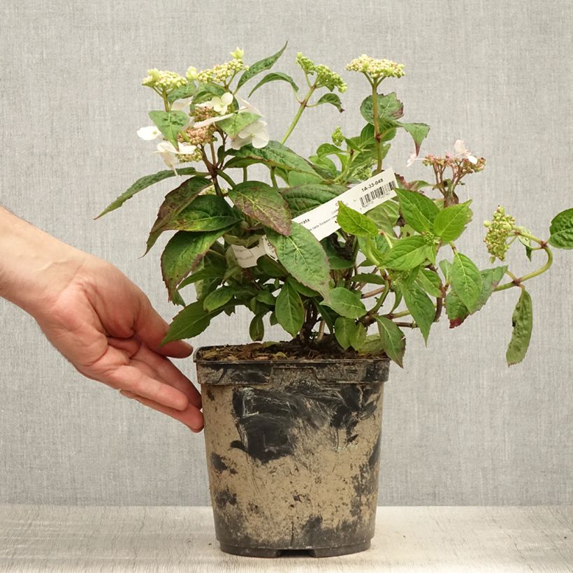 Amostra de Hortênsia serrata Cap Sizun Vaso de 2 L/3 L tal como entregue no verão