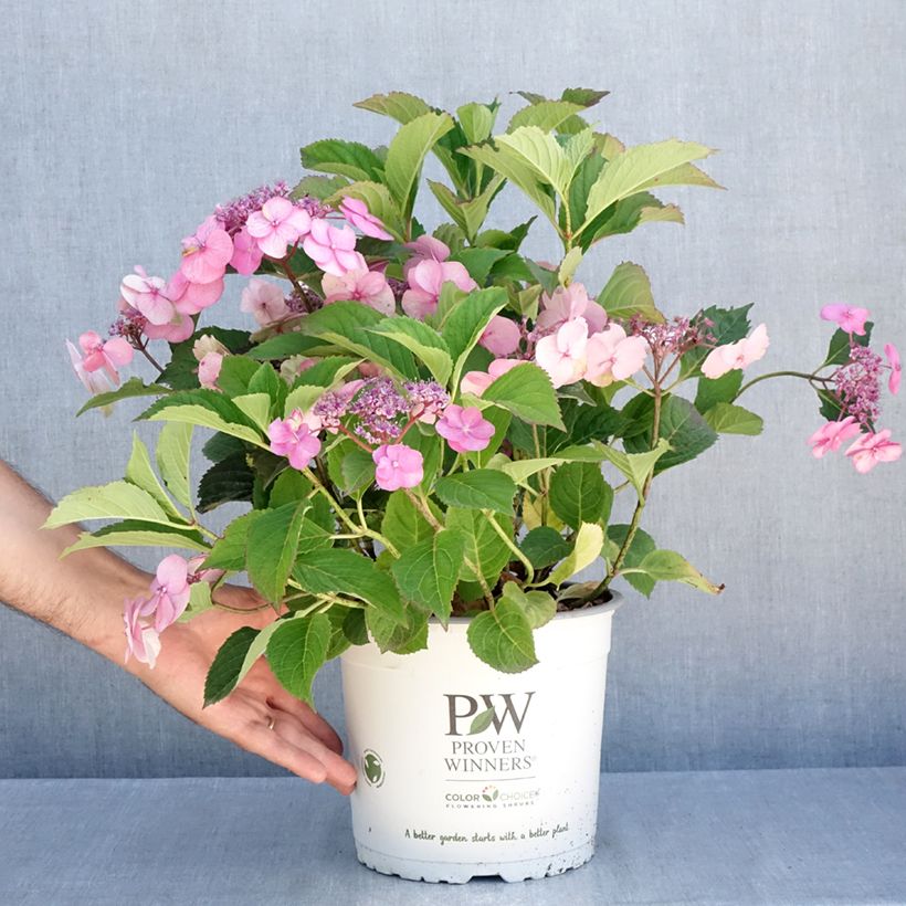 Amostra de Hortênsia serrata Cotton Candy Vaso de 4 L/5 L tal como entregue no verão