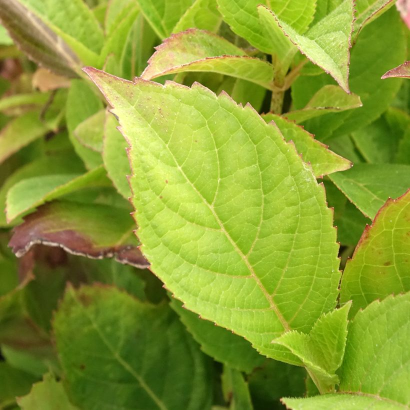 Hortênsia serrata Cotton Candy (Folhagem)