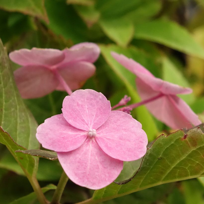 Hortênsia serrata Cotton Candy (Floração)