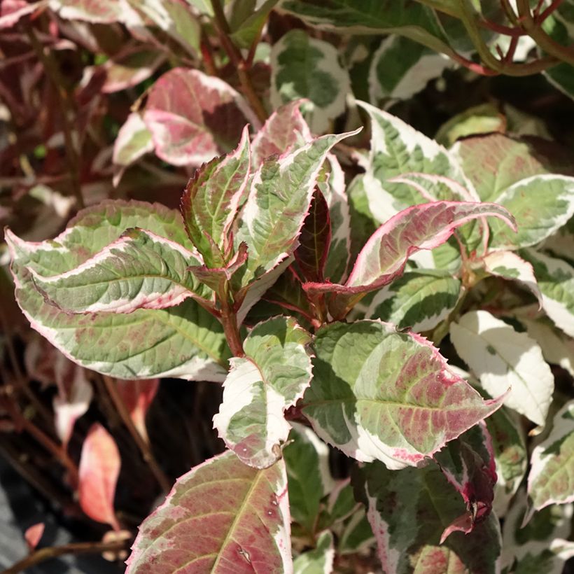 Hortênsia serrata Euphoria Pink (Folhagem)