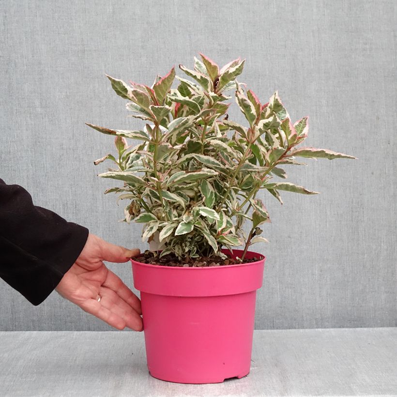 Amostra de Hortênsia serrata Euphoria Pink Vaso de 3 L/4 L tal como entregue no outono