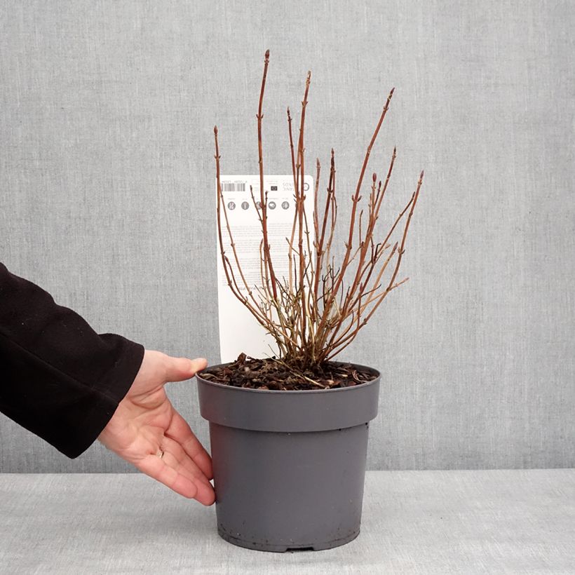 Amostra de Hortensia - Hydrangea serrata Euphoria Pink Pot de 3L/4L tal como entregue no inverno