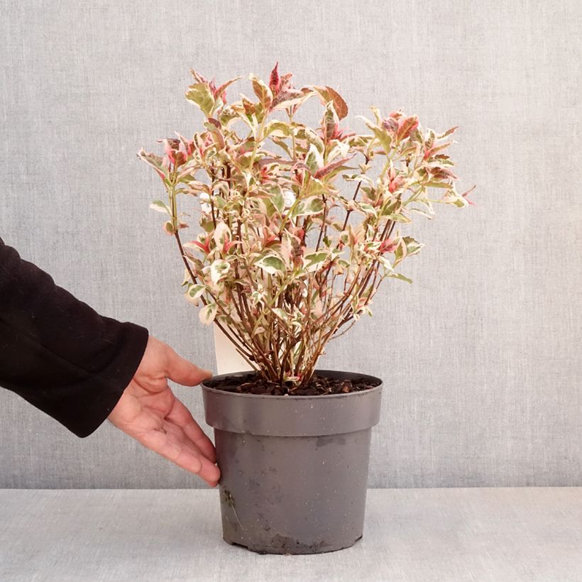 Amostra de Hortênsia serrata Euphoria Pink Vaso de 3 L/4 L tal como entregue na primavera