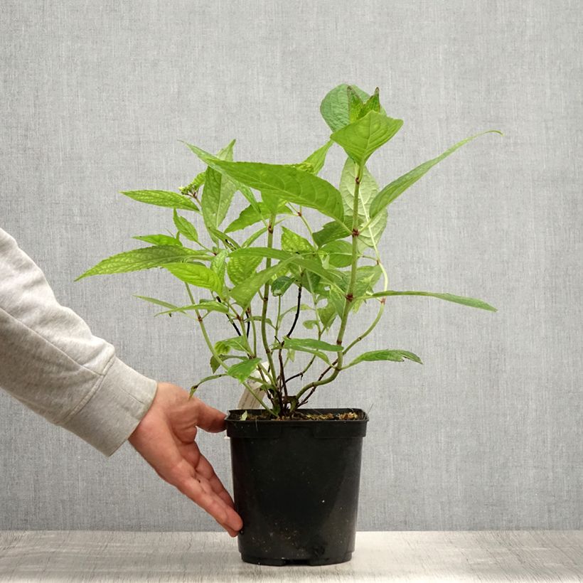 Amostra de Hortênsia serrata Grayswood Vaso de 2 L/3 L tal como entregue no verão