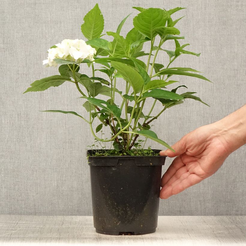 Amostra de Hortênsia serrata Impératrice Eugénie Vaso de 2 L/3 L tal como entregue no verão